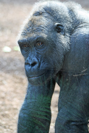 gorilla,Gran Canaria,Spain