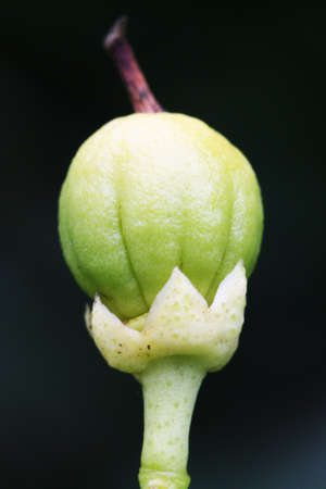 orange blossom,Gran Canaria,Spainの写真素材