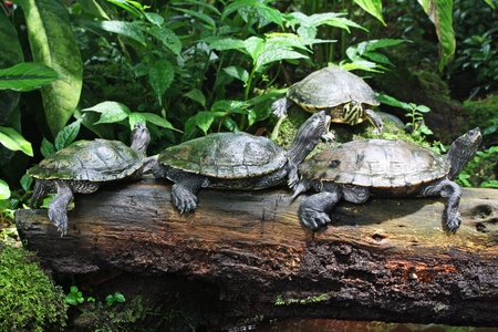 yellow-bellied slider,Gran Canaria,Spainの写真素材