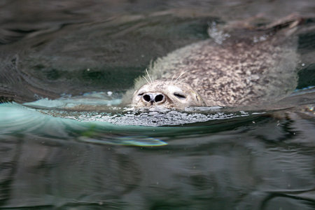 harbor seal,Gran Canaria,Spain