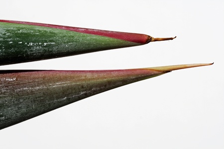 strelitzia,Gran Canaria,Spainの写真素材