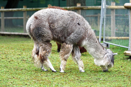 alpaca,Gran Canaria,Spainの写真素材