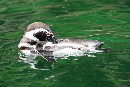 humboldt penguin,Gran Canaria,Spainの写真素材