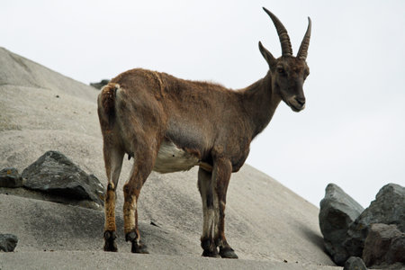 alpine ibex,Gran Canaria,Spain