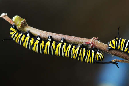 monarch butterfly,Gran Canaria,Spainの写真素材