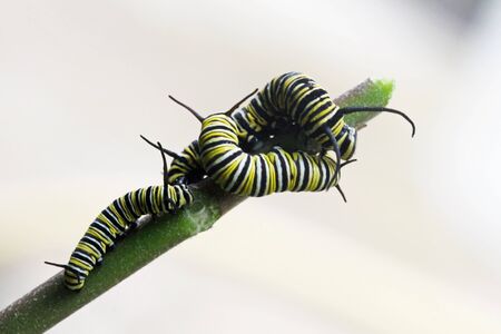 monarch butterfly,Gran Canaria,Spainの写真素材