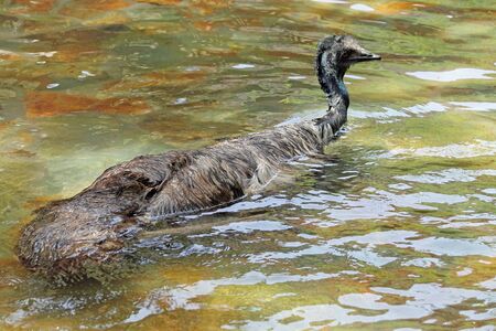 emu,Gran Canaria,Spainの写真素材
