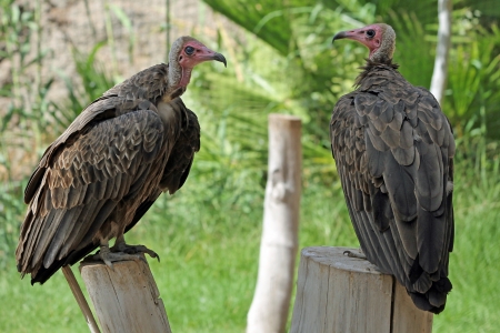hooded vulture,Gran Canaria,Spainの写真素材