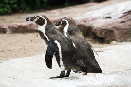 humboldt penguin,Gran Canaria,Spainの写真素材