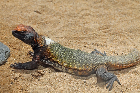 spiny-tailed lizard,Gran Canaria,Spainの写真素材