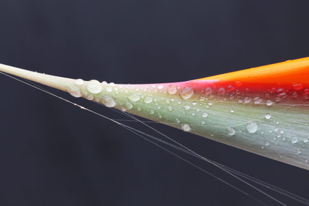 strelitzia,Gran Canaria,Spainの写真素材
