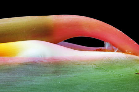 strelitzia,Gran Canaria,Spainの写真素材