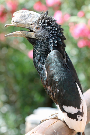 silvery-cheeked hornbill,Gran Canaria,Spainの写真素材