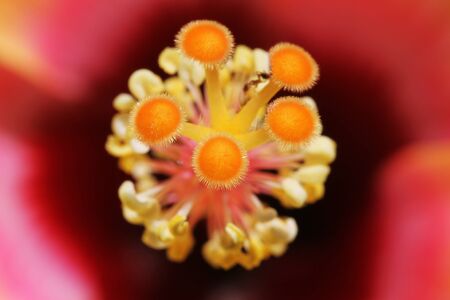 hibiscus,Gran Canaria,Spainの写真素材