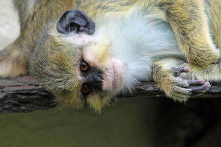 Angolan talapoin,Gran Canaria,Spainの写真素材