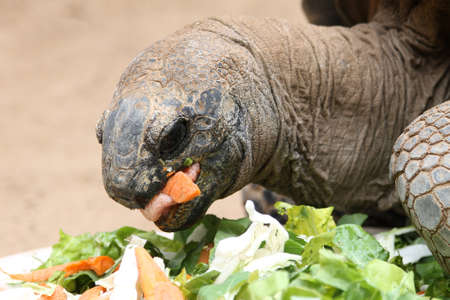 aldabra giant tortoise,Gran Canaria,Spainの写真素材