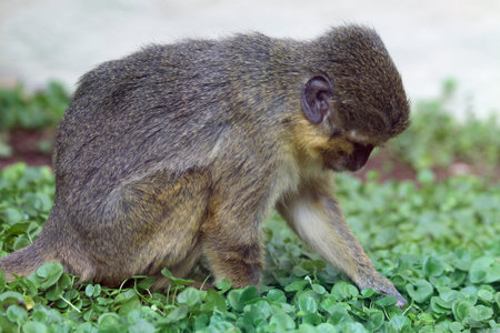 Angolan talapoin,Gran Canaria,Spain