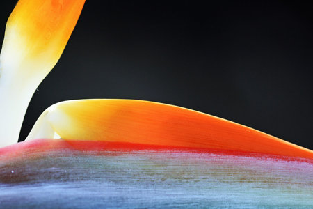 strelitzia,Gran Canaria,Spain