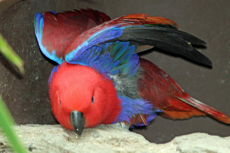 eclectus parrot,Gran Canaria,Spainの写真素材