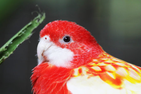 eastern rosella,Gran Canaria,Spain