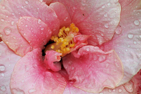 hibiscus,Gran Canaria,Spainの写真素材