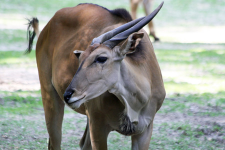 greater kudu,Gran Canaria,Spainの写真素材