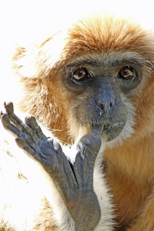 white-handed gibbon,Gran Canaria,Spain