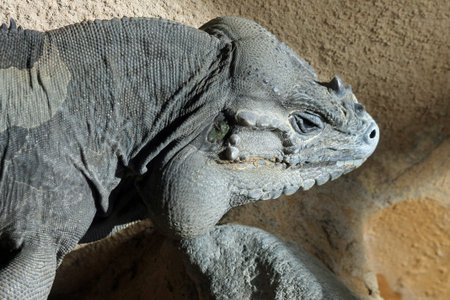 rhinoceros iguana,Gran Canaria,Spainの写真素材