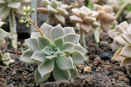 graptopetalum_paraguayense,Gran Canaria,Spainの写真素材