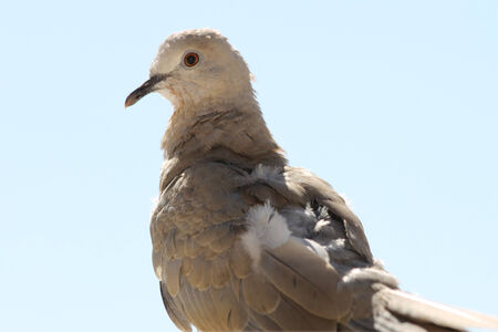 eurasian collared dove, Gran Canaria, Spainの写真素材