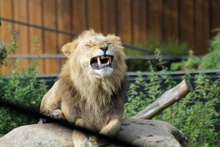 lion,Gran Canaria,Spainの写真素材