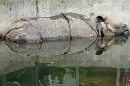 indian rhinoceros,Gran Canaria,Spainの写真素材