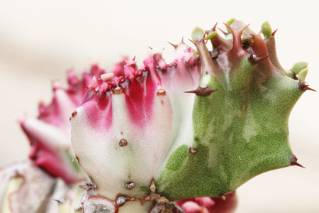 euphorbia lactea cristata,Gran Canaria,Spainの写真素材