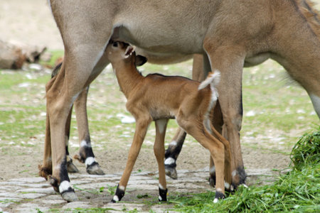 nilgai,Gran Canaria,Spainの写真素材