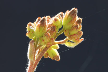 kalanchoe tomentosa