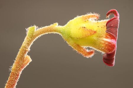 kalanchoe tomentosa,Gran Canaria,Spainの写真素材