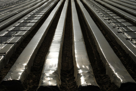 Strawberry, Spainの写真素材