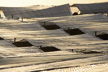 Banana plantation, Gran Canaria, Spainの写真素材