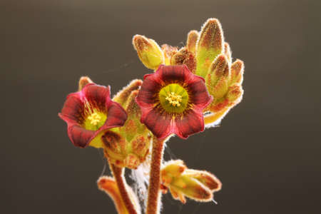 Kalanchoe tomentosa, Gran Canaria, Spainの写真素材