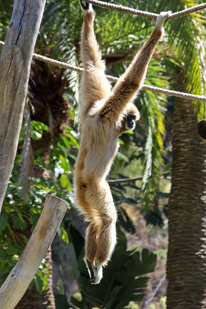 white-handed gibbon, Gran Canaria, Spain