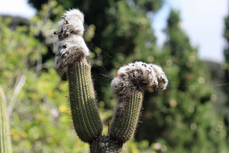 cactus Espostoa Guentheri, Gran Canaria, Spainの写真素材