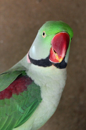 Alexandrine parakeet, Gran Canaria, Spain
