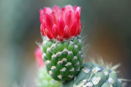 cactus Austrocylindropuntia cylindrica, Gran Canaria, Spainの写真素材