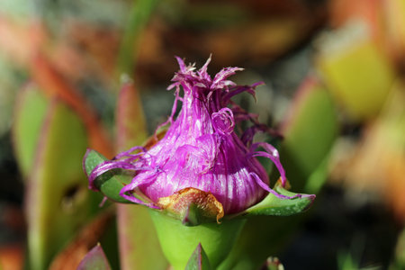 carpobrotus edulis, Gran Canaria, Spainの写真素材
