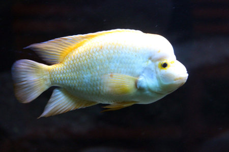 fish, Gran Canaria, Spain