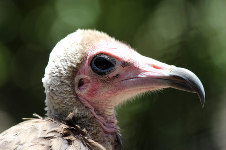 hooded vulture, Gran Canaria, Spain