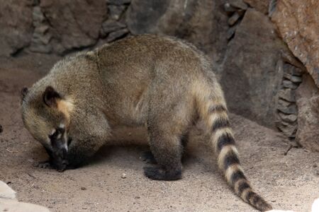south american coati, Gran Canaria, Spainの写真素材