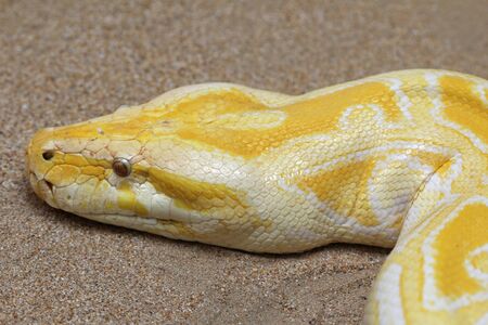 indian python, Gran Canaria, Spainの写真素材