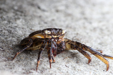 Dead red rock crab, Gran Canaria, Spain
