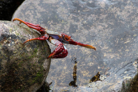 red rock crab, Gran Canaria, Spain